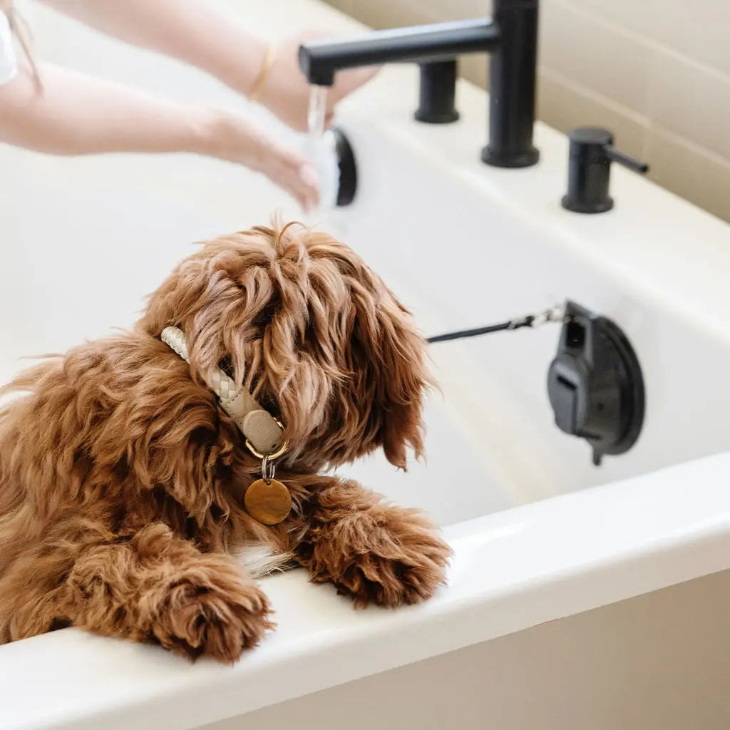 Kit de peluquería canina - loft in SoHo