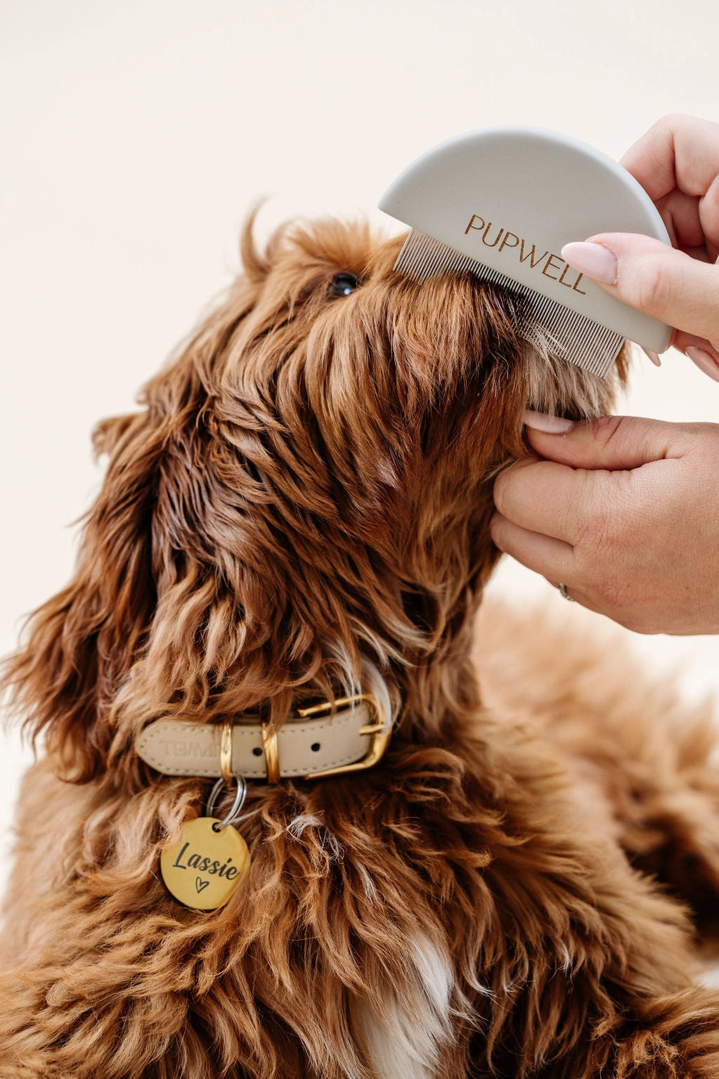 Kit de peluquería canina - loft in SoHo