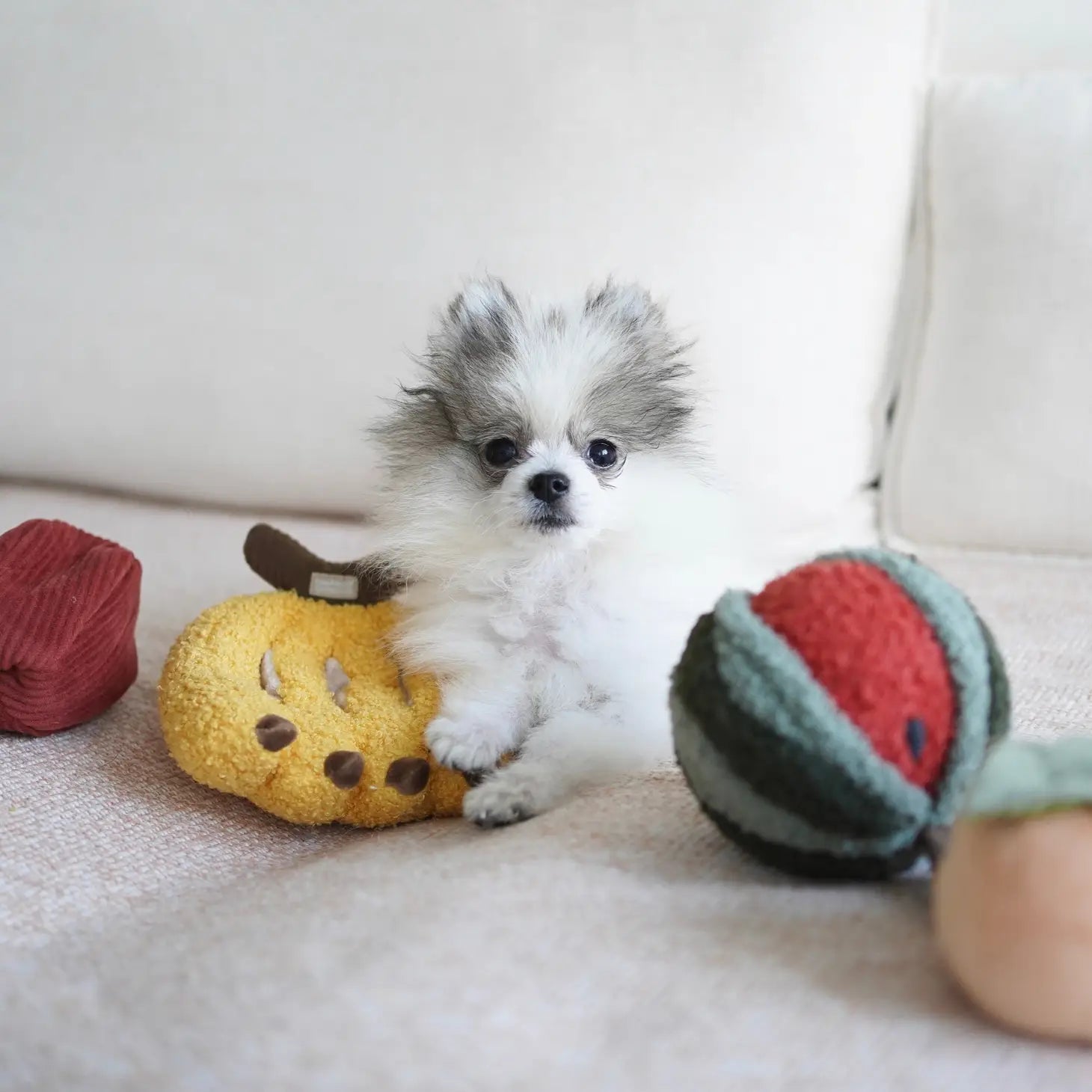 Set Fruit Play, juguetes para perros