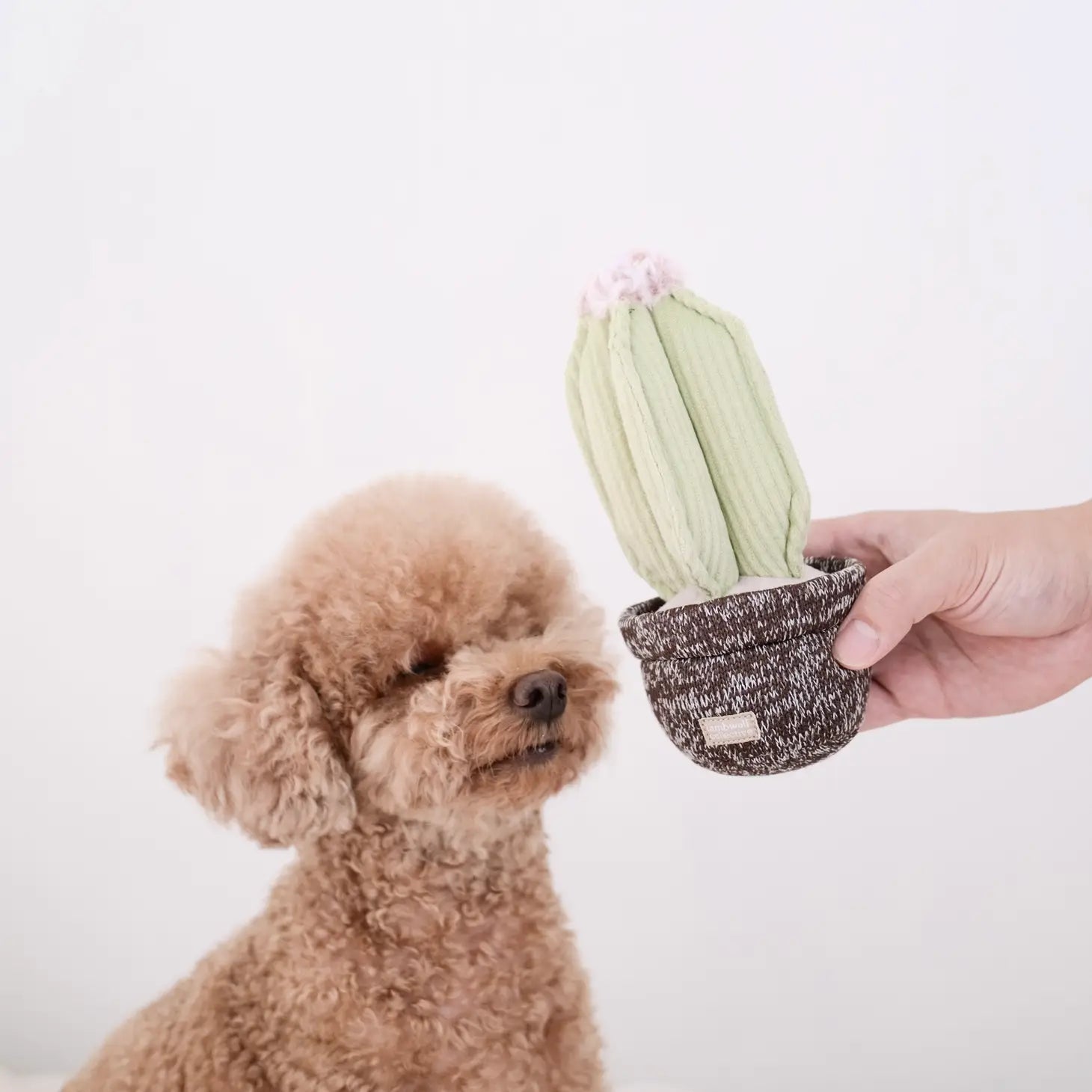 Cactus, juguete para perros