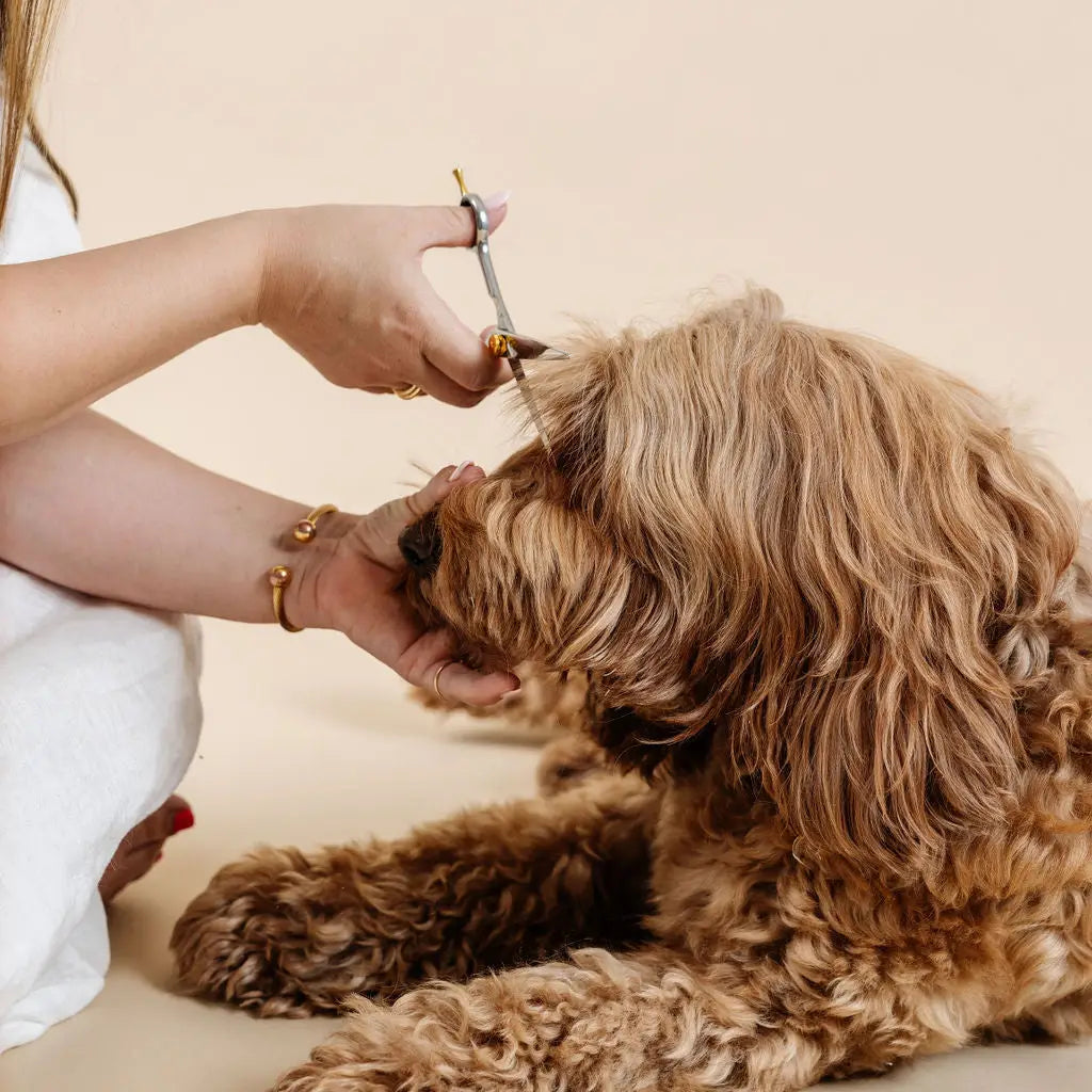 Kit de peluquería canina - loft in SoHo