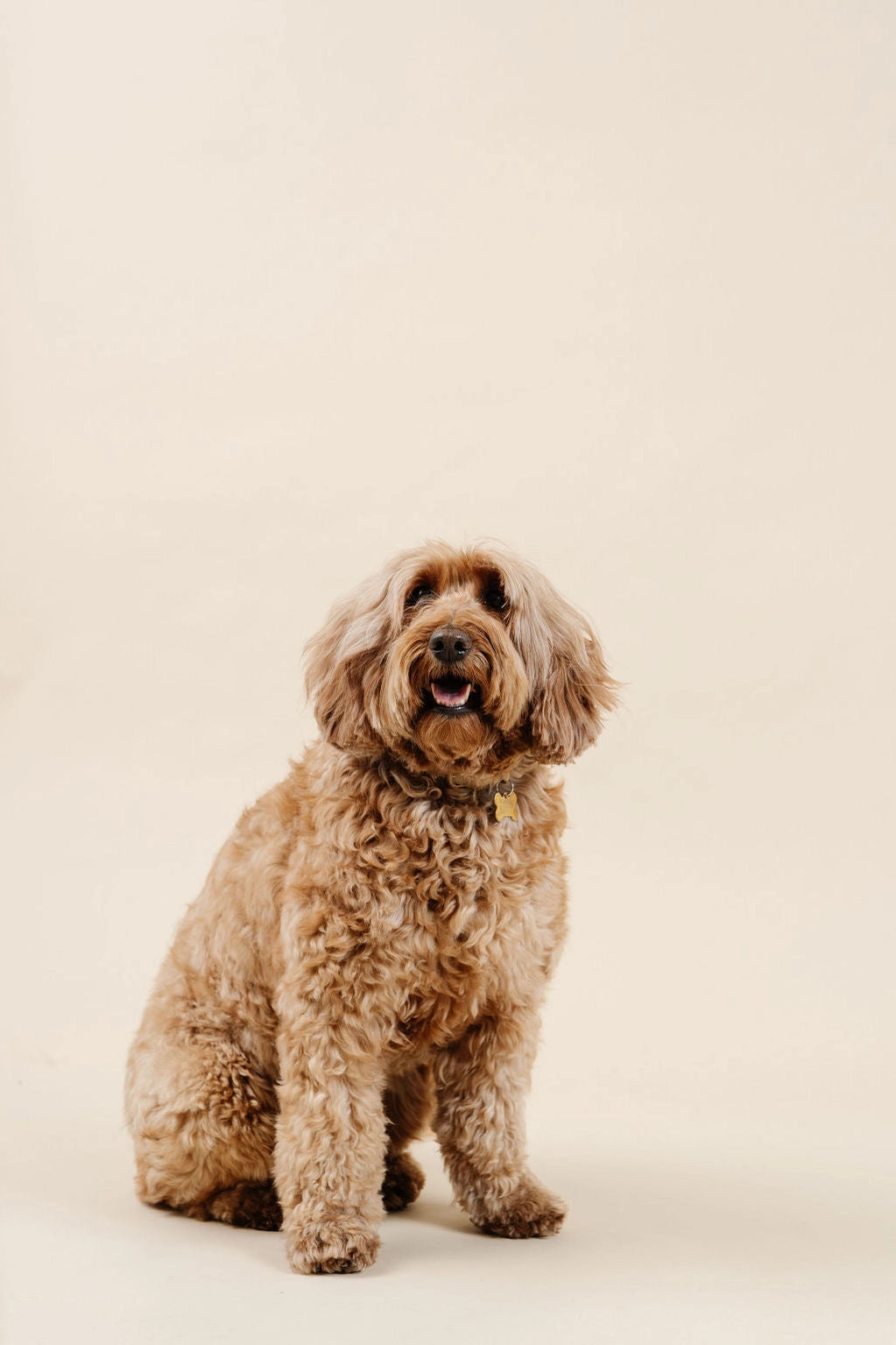 Kit de peluquería canina - loft in SoHo